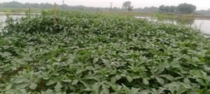 ORGANIC FARMING &TRAINING SUPPORT